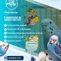 PetHome - Imagen 3